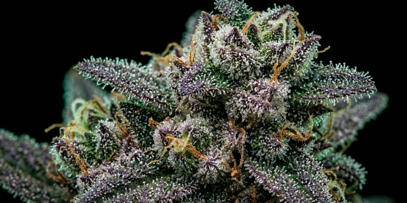 Indica vs Sativa vs Hybrid — Cannabis Strain Guide for Albuquerque Beginners